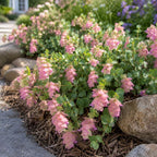 Ornamental Oregano Plant Live in Pot, 3-6" Tall Oregano Plant, Well Rooted, Cascading Fragrant Flowering Plant for Hanging Baskets and Gardens