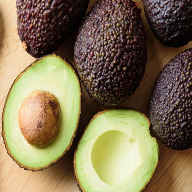 HASS Avocado Tree Live Plants – 2.5–3 Ft Live Plant | Delicious Avocados for Fresh Eating & Home Gardening | No Ship to CA,HI,AK