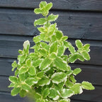2 Spearmint Plant, 3" Pot, Fresh Herb Plants Live, Mint Plants for Inside Windowsills or Outdoor Garden Beds