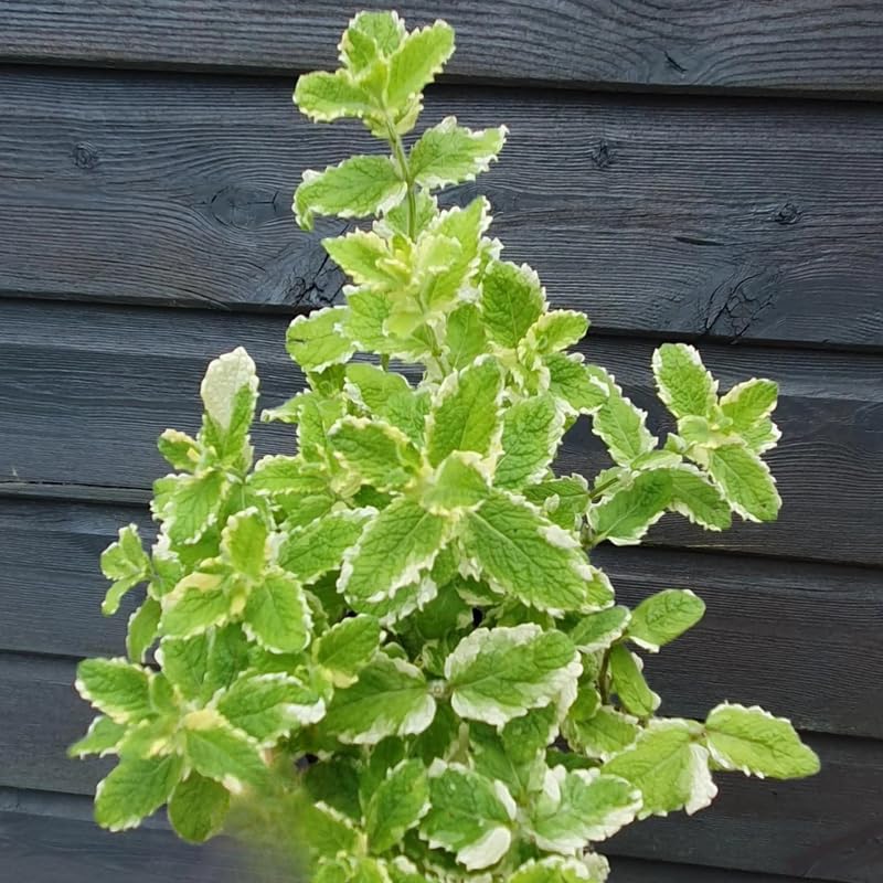 2 Spearmint Plant, 3" Pot, Fresh Herb Plants Live, Mint Plants for Inside Windowsills or Outdoor Garden Beds