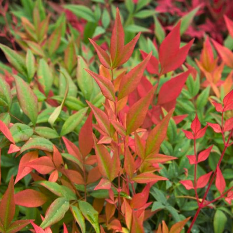 10 Dwarf Nandina Live Plants | 2.5-Inch Pot | Nandina Shrubs for Outdoor Growing | Suitable for Borders, Containers, and Walkways