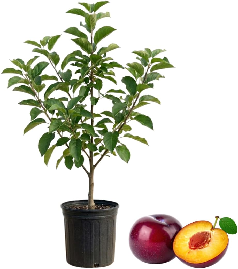 (No Ship to CA, HI, AK) Methley Plum Trees Plant, 3 Feet Tall, Japanese Plum Trees Live Plants Ready to Fruit for Outdoor Garden and Yard
