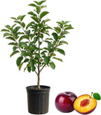 (No Ship to CA, HI, AK) Methley Plum Trees Plant, 3 Feet Tall, Japanese Plum Trees Live Plants Ready to Fruit for Outdoor Garden and Yard