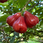 Red Wax Jambu Tree | 30-36 Inches Live Tropical Fruit Tree Plant | Crisp, Sweet Bell Fruit Variety for Home Gardens & Patios | No Ship to CA,HI,AK