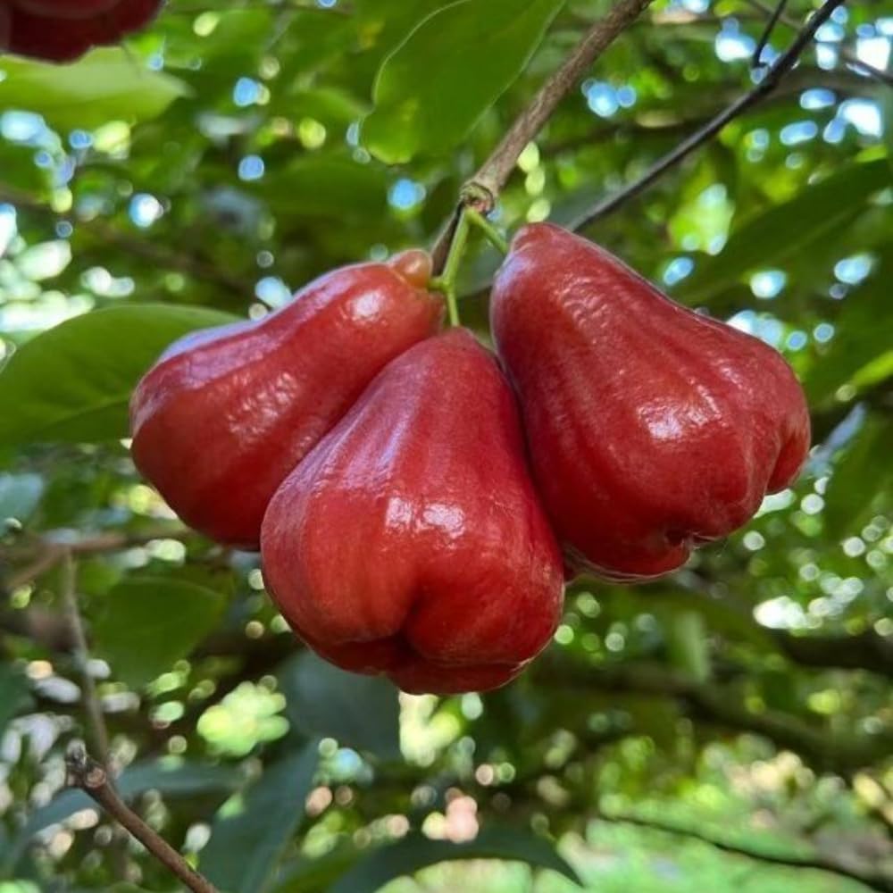 Red Wax Jambu Tree | 30-36 Inches Live Tropical Fruit Tree Plant | Crisp, Sweet Bell Fruit Variety for Home Gardens & Patios | No Ship to CA,HI,AK