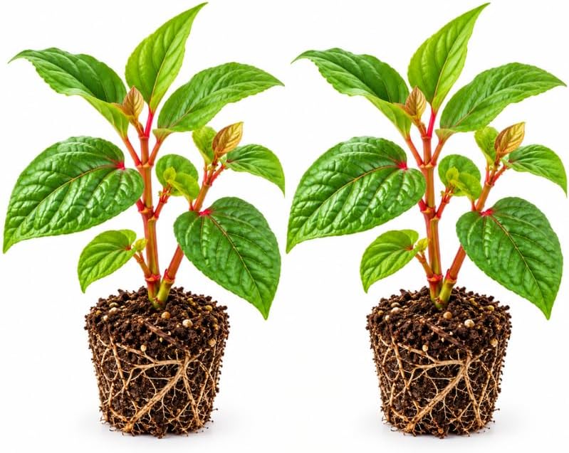 2 Kiko's Crump Salad Tree Plant, South Sea Tree 4" Tall