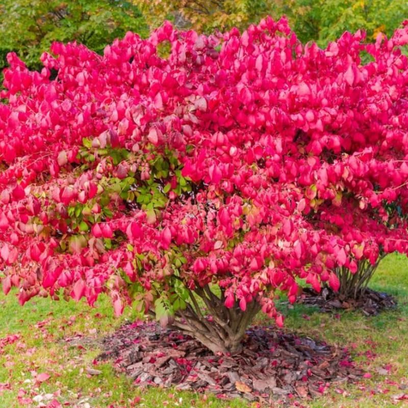 5 Burning Bush Shrub Live Plant | 6 – 12 Inch Tall | Easy-Growing Landscape Shrub with Bright Red Fall Leaves