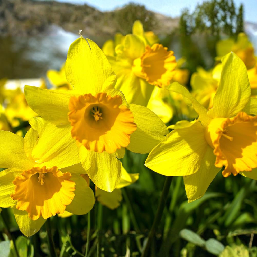 100 Wild Daffodil Bulbs, Well-Rooted Buttercup Bulbs, Vigorous Growth Habit with Showy Trumpet Blossoms for Home Landscapes