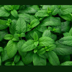 2 Spearmint Plant, 3" Pot, Fresh Herb Plants Live, Mint Plants for Inside Windowsills or Outdoor Garden Beds