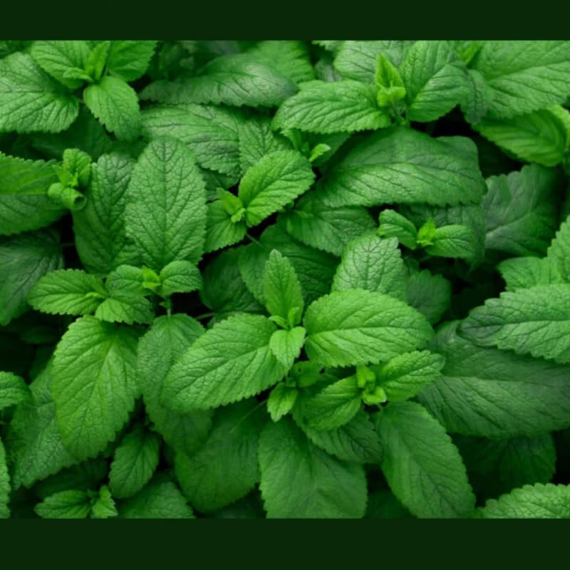 2 Spearmint Plant, 3" Pot, Fresh Herb Plants Live, Mint Plants for Inside Windowsills or Outdoor Garden Beds