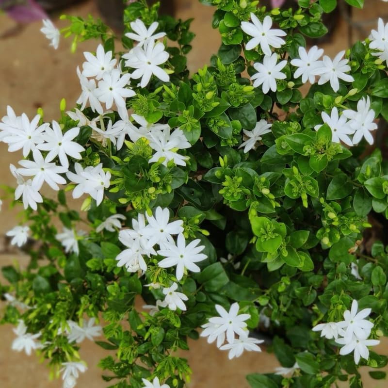 Jasmine Plant Live in 4 Inch Pot – Belle of India | Fragrant Jasmine Potted Plant Indoor | Jasmine Flower Plant for Home & Office Décor | Elegant White-Blooming Plant for Shelves, Desks