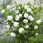 2 Viburnum Live Plants | Japanese Snowball Bush Live Plant | 1–2 Feet Tall Dormant Bare Root Shrubs | Great for Borders, Hedges, and Landscape Design