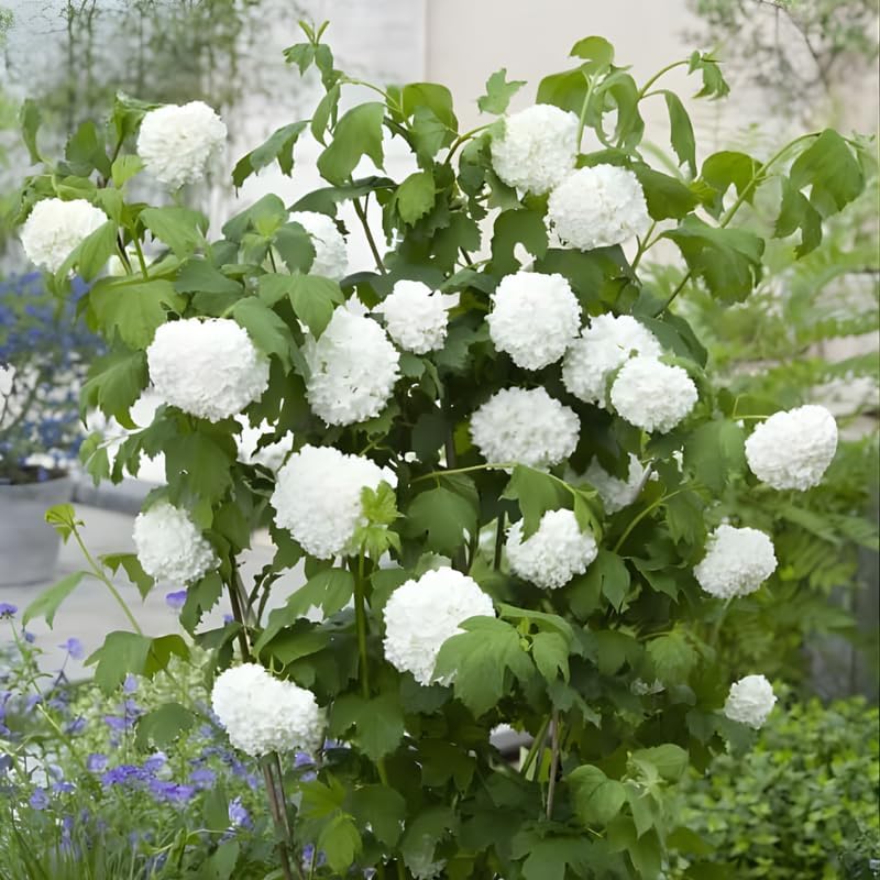 2 Viburnum Live Plants | Japanese Snowball Bush Live Plant | 1–2 Feet Tall Dormant Bare Root Shrubs | Great for Borders, Hedges, and Landscape Design