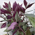 4 Live Okinawa Spinach Plant, 12-24" Tall Bare Root, Easy to Grow Edible Greenery, Two-Tone Purple and Green Leaf Plant for Backyard and Patio