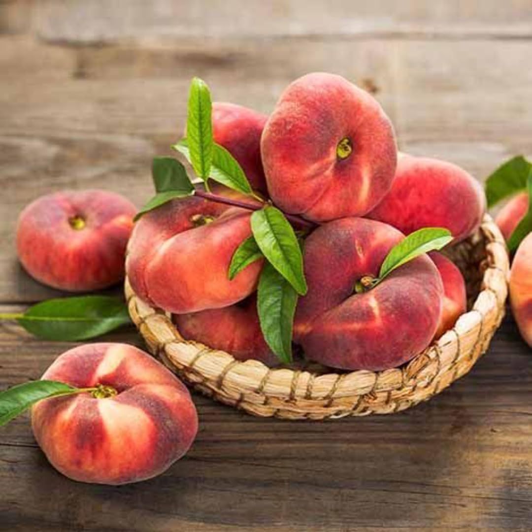 Donut Peach Tree Live Plant | Nectarine Fruit Tree | 30-36 Inches Tall in 3 Gallon Pot | Sweet Peach Tree Grafted | Ready to Fruit Stage | No Ship to CA,HI,AK