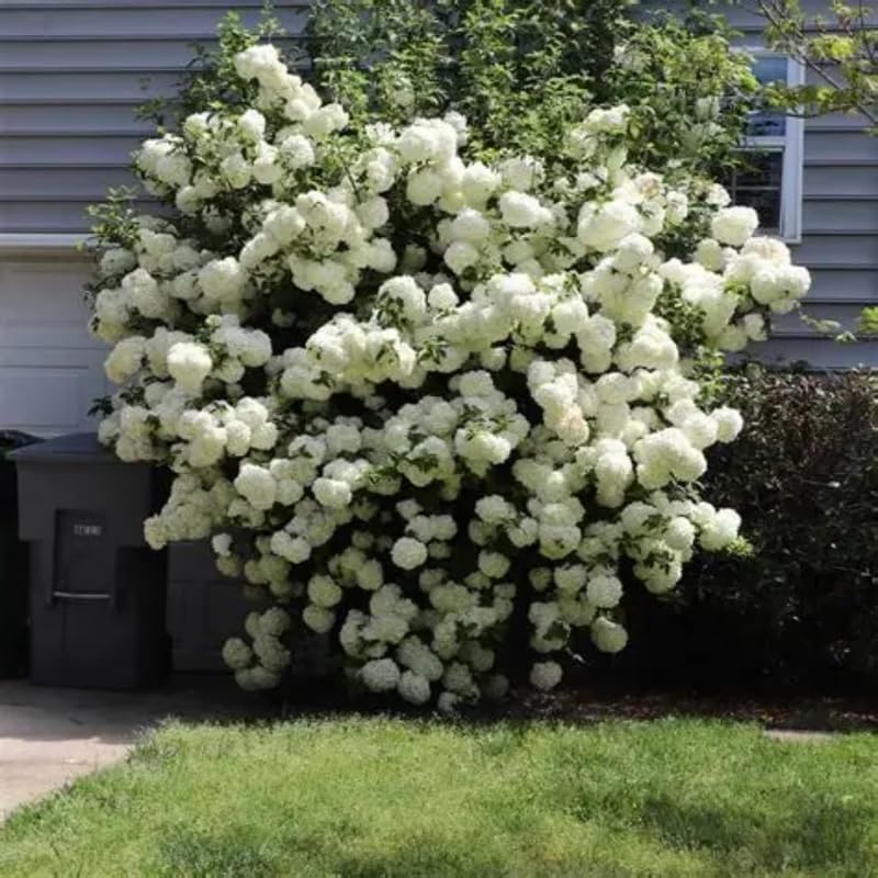 Japanese Snowball Viburnum Plant Live (Set of 4) – 6 to 12 Inch Live Shrubs | Stunning White Spring Blooms | Hardy Accent Plants for Elegant Gardens