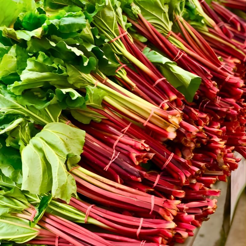 3 Rhubarb Roots for Planting, Large Red Cherry Rhubarb Crown, Fast-Growing Hardy Rhubarb Plant for Outdoor and Backyard Gardens,Hardy Non GMO Plant for Homegrown Gardens