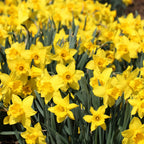 100 Wild Daffodil Bulbs, Well-Rooted Buttercup Bulbs, Vigorous Growth Habit with Showy Trumpet Blossoms for Home Landscapes
