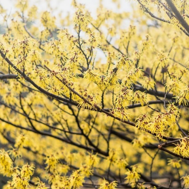 10 Witch Hazel Tree Live Plants | 1-2ft Bare Root Seedlings | Low Maintenance Flowering Tree | Well-Rooted Native Plants