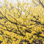 10 Witch Hazel Tree Live Plants | 1-2ft Bare Root Seedlings | Low Maintenance Flowering Tree | Well-Rooted Native Plants