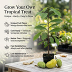 Pawpaw Tree Live Plant, 12 to 18 Inch Tall, Well-Rooted in 1 Quart Container, Cold-Hardy Edible Plant for Home Landscapes