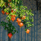 Pomegranate Plant Live in 4 Inch Pot | Salavatski Pomegranate Tree for Planting | Fruit-Bearing Live Pomegranate Plants for Garden, Backyard Orchard & Patio Containers