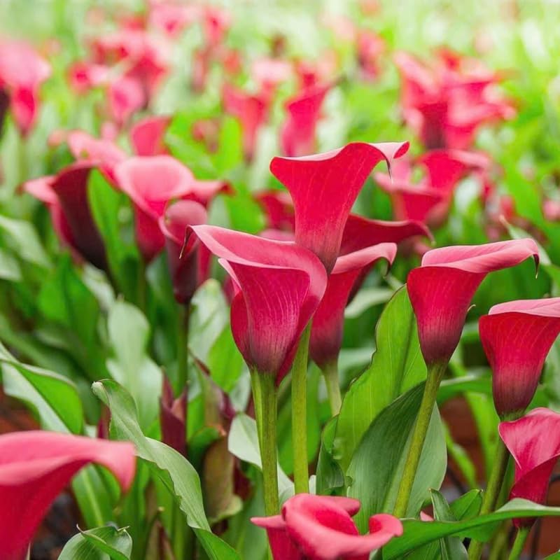 Calla Lily Bulbs Mix, 3 Pack Premium Rhizomes, Colorful Picasso, Red, and Purple Zantedeschia for Garden Beds and Potted Décor
