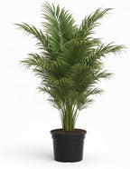 Green Coconut Tree for Planting | 2.5–3 Ft Live Potted Tropical Tree | Sweet Edible Coconuts for Home Gardens, Patios & Containers | No Ship to CA,HI,AK