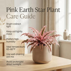 Pink Earth Star Plant, 4 Inch Pot, Vigorous Cryptanthus with Striking Pink Foliage, Sturdy Low Maintenance Pet-Friendly Tropical Plant for Home & Office Decor