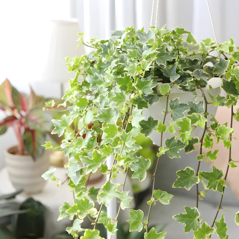 Gold Child English Ivy Tree for Planting | English Ivy Live Plant in 4 Inch Pot | Lush Gold Child English Ivy Indoor Plant for Home & Office Décor | Easy-Care Houseplant for Shelves Displays