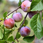 (No Ship to CA, HI, AK) Methley Plum Trees Plant, 3 Feet Tall, Japanese Plum Trees Live Plants Ready to Fruit for Outdoor Garden and Yard