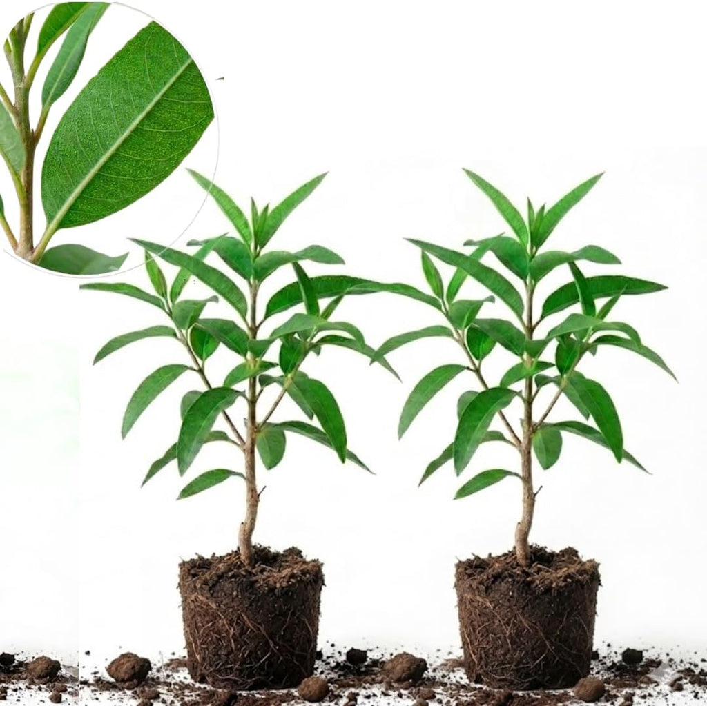 2 Large Lemon Eucalyptus Plant Live – Live Eucalyptus Plants, Fast Growing Eucalyptus Live Plant for Backyard and Outdoor Plante