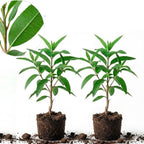 2 Large Lemon Eucalyptus Plant Live – Live Eucalyptus Plants, Fast Growing Eucalyptus Live Plant for Backyard and Outdoor Plante