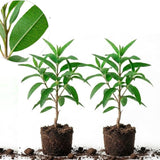 2 Large Lemon Eucalyptus Plant Live – Live Eucalyptus Plants, Fast Growing Eucalyptus Live Plant for Backyard and Outdoor Plante