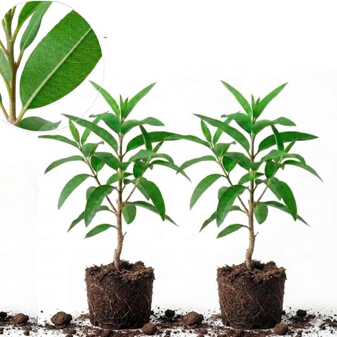 2 Large Lemon Eucalyptus Plant Live – Live Eucalyptus Plants, Fast Growing Eucalyptus Live Plant for Backyard and Outdoor Plante