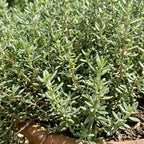 Thyme Plant, French Thyme Herb,4" Tall, Aromatic Culinary Herb, Well-Rooted, Drought Tolerant & Cold-Hardy Edible Plant
