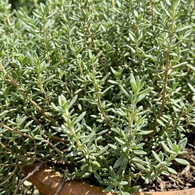 Thyme Plant, French Thyme Herb,4" Tall, Aromatic Culinary Herb, Well-Rooted, Drought Tolerant & Cold-Hardy Edible Plant