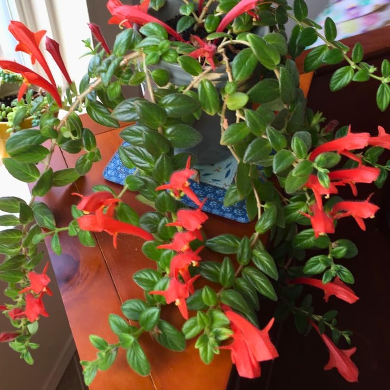 Columnea Long Leaf Goldfish Cactus Plant Live | 4-6 Inch Tall | Stunning Trailing Indoor Plant | Long Foliage with Bright Blooms for Hanging Baskets | Suitable for Gifts