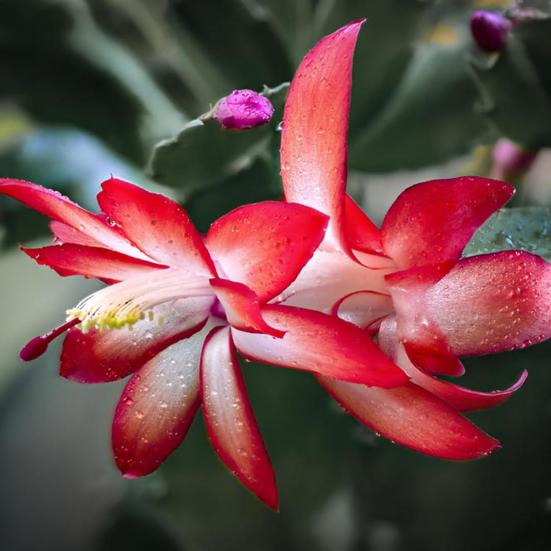 2 Yellow Christmas Cactus Plant Live | 3 to 4 Inch Tall Indoor | Housewarming Friendship Gifts for Women Best Friend Presents for Mom Birthday Gift for New Home