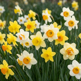 50 Wild Daffodil Bulbs, Lent Lily, Yellow Spring Flowering Perennial for Garden Borders, Cold-Hardy Narcissus for Early Spring Blooms