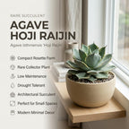 Live Succulent Plant, Variegated Agave in 4 Inch Pot, Low Maintenance Succulent for Bright Windowsills - Striking Blue-Green & Cream Foliage