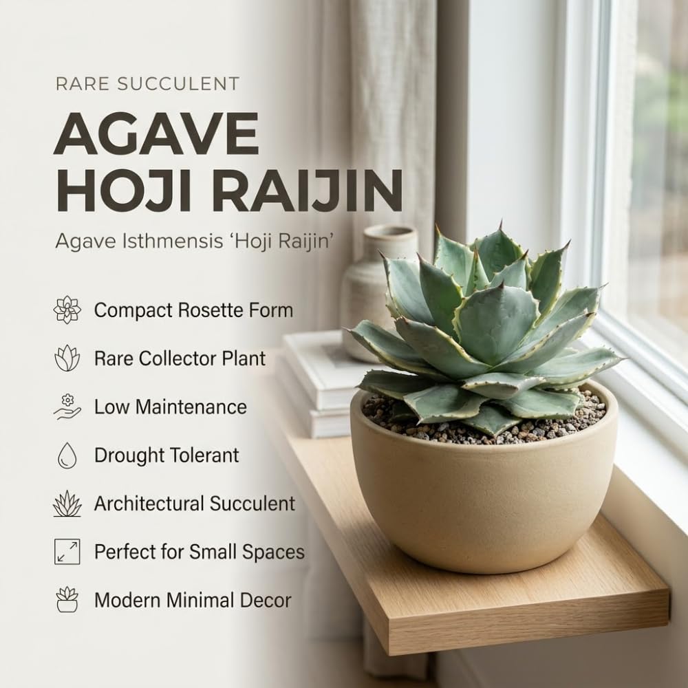 Live Succulent Plant, Variegated Agave in 4 Inch Pot, Low Maintenance Succulent for Bright Windowsills - Striking Blue-Green & Cream Foliage