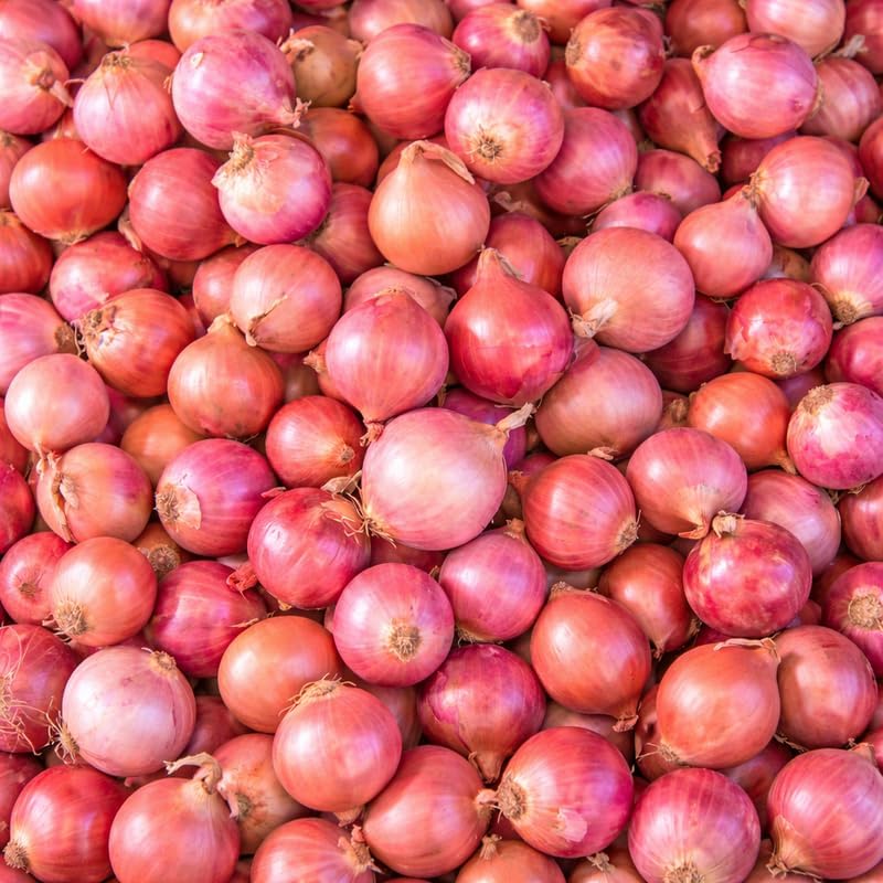 100 Red Onion Bulbs for Planting, Non-GMO, High Yield Onion Sets, Fast-Growing Vegetable Bulbs for Outdoor Gardens, Raised Beds & Containers