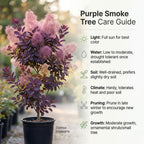 Purple Smoke Bush Plant, 4" Pot - 12-18 Inch Tall, Vigorous Growth Habit with Vibrant Red Autumn Leaves, Live Tree for Modern Landscapes