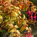 Fuchsia Plants Live, Gold and Red Foliage, 6-12 Inch Tall, Autumnale Variety, Trailing Flowering Plant, Ideal for Hanging Baskets