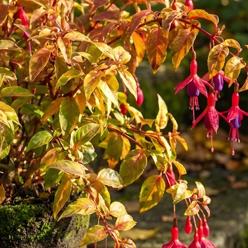 Fuchsia Plants Live, Gold and Red Foliage, 6-12 Inch Tall, Autumnale Variety, Trailing Flowering Plant, Ideal for Hanging Baskets
