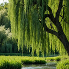 Weeping Willow Live Plants (6–12 Inch) | Elegant Ornamental Shade Tree | Easy-Grow Willow for Lakesides, Gardens & Open Landscapes