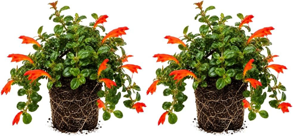2 Packs Goldfish Plant Live Indoor Houseplant | Tropical Foliage Plant | 4-6 Inch Well Rooted Starter