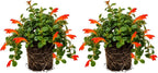2 Packs Goldfish Plant Live Indoor Houseplant | Tropical Foliage Plant | 4-6 Inch Well Rooted Starter
