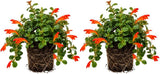 2 Packs Goldfish Plant Live Indoor Houseplant | Tropical Foliage Plant | 4-6 Inch Well Rooted Starter